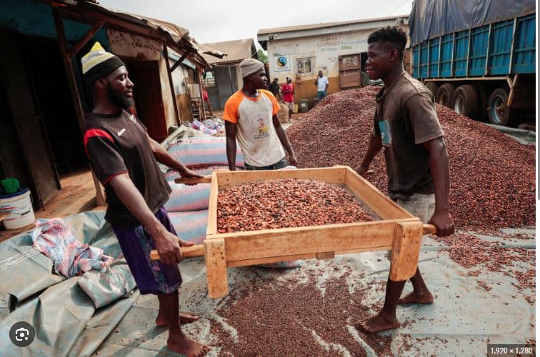 Workers carrying cocoa beans at an outdoor drying yard with a Fairtrade-labelled building in the background.