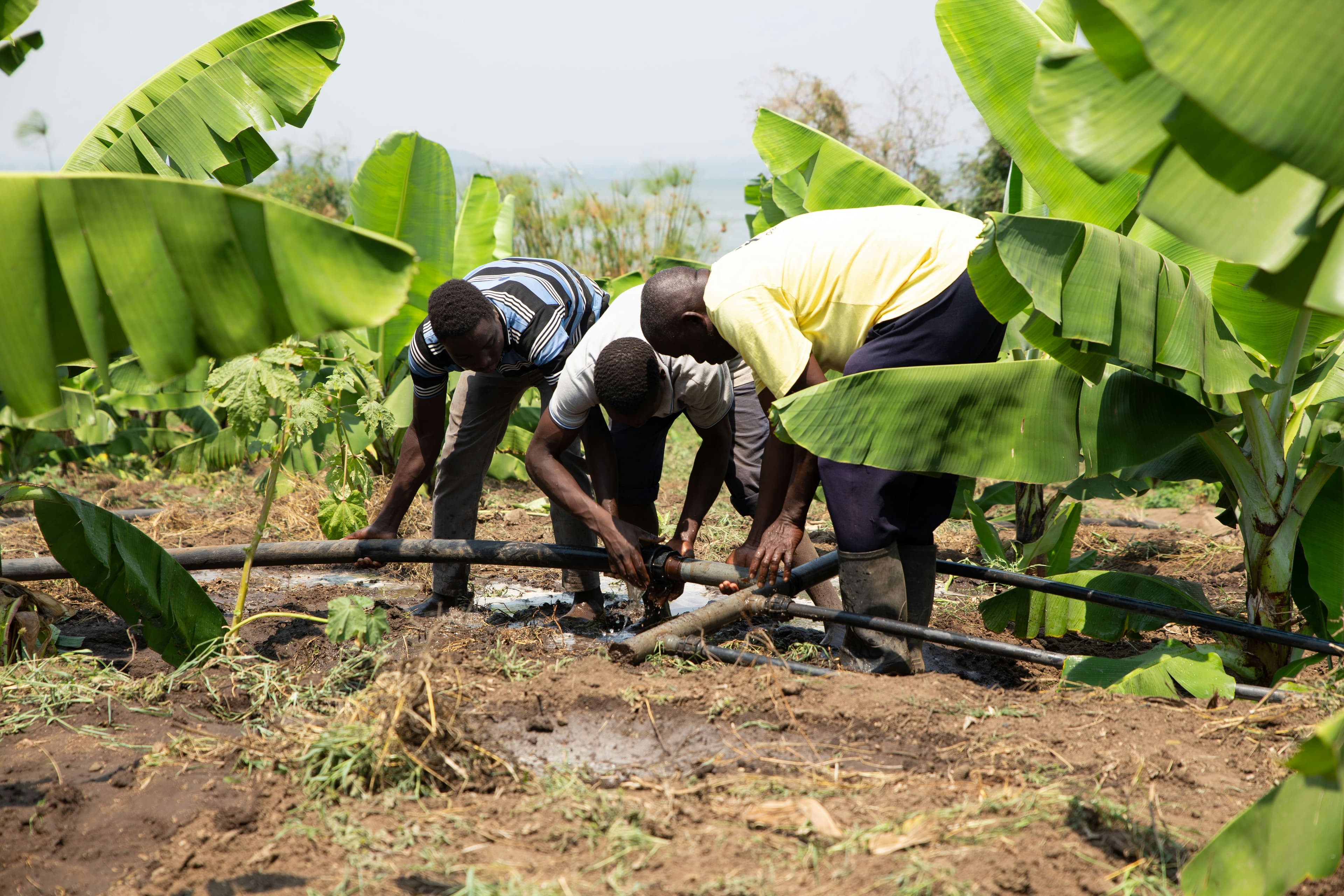 Farm workers maintaining irrigation lines among banana crops in the field.